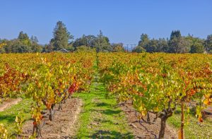 Carlisle Vineyard Fall Color