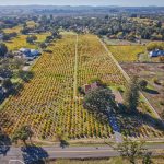 Carlisle Vineyard Russian River Valley Grand Cru