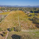 Carlisle vineyard Sonoma County