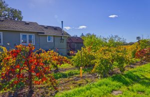 Classic Farm House Russian River Valley