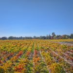 Fall Color Old Vine Zinfandel Russian River Valley