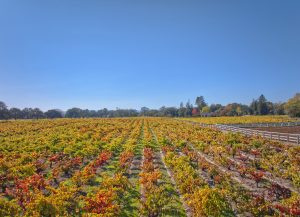 Fall Color Old Vine Zinfandel Russian River Valley