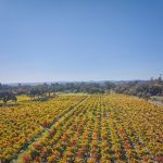 First growth old vine zinfandel Sonoma County