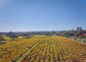 First growth old vine zinfandel Sonoma County