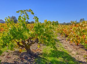 Old Vine Zinfandel Carlisle Vineyard