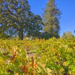 Old Vines Russian River Valley