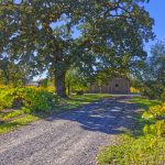 Old vine oak tree willowside Road