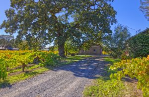 Old vine oak tree willowside Road