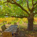 Russian River Valley Vineyard Setting