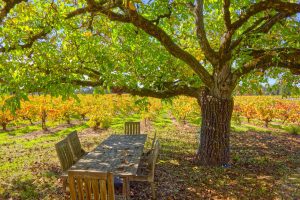 Russian River Valley Vineyard Setting