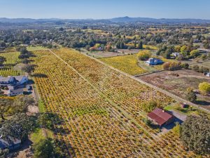 carlisle vineyard russian river valley