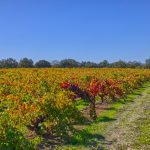 grand cru old vine vineyard Russian River Valley