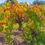 majestic old vine russian river valley