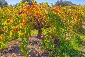 majestic old vine russian river valley