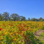 oak trees and old vines Sonoma County