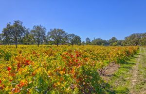 oak trees and old vines Sonoma County