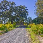 old vine Zinfandel Vineyard Sonoma County