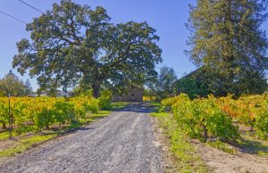 old vine Zinfandel Vineyard Sonoma County