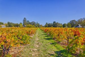 old vine zinfandel Russian River Valley fall color