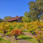 old vine zinfandel russian river valley