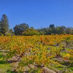 old vine zinfandel west Santa Rosa