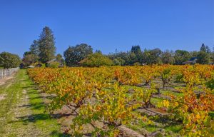 old vine zinfandel west Santa Rosa