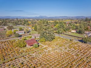 west santa rosa vineyard