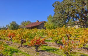 Carlisle Vineyard - Iconic Zinfandel