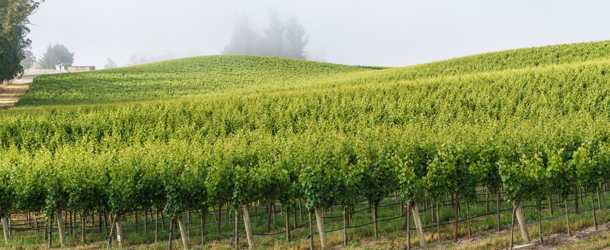 Pinot Hill Russian River Valley AVA