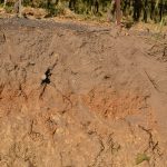 Gold Ridge Soils West Sonoma County