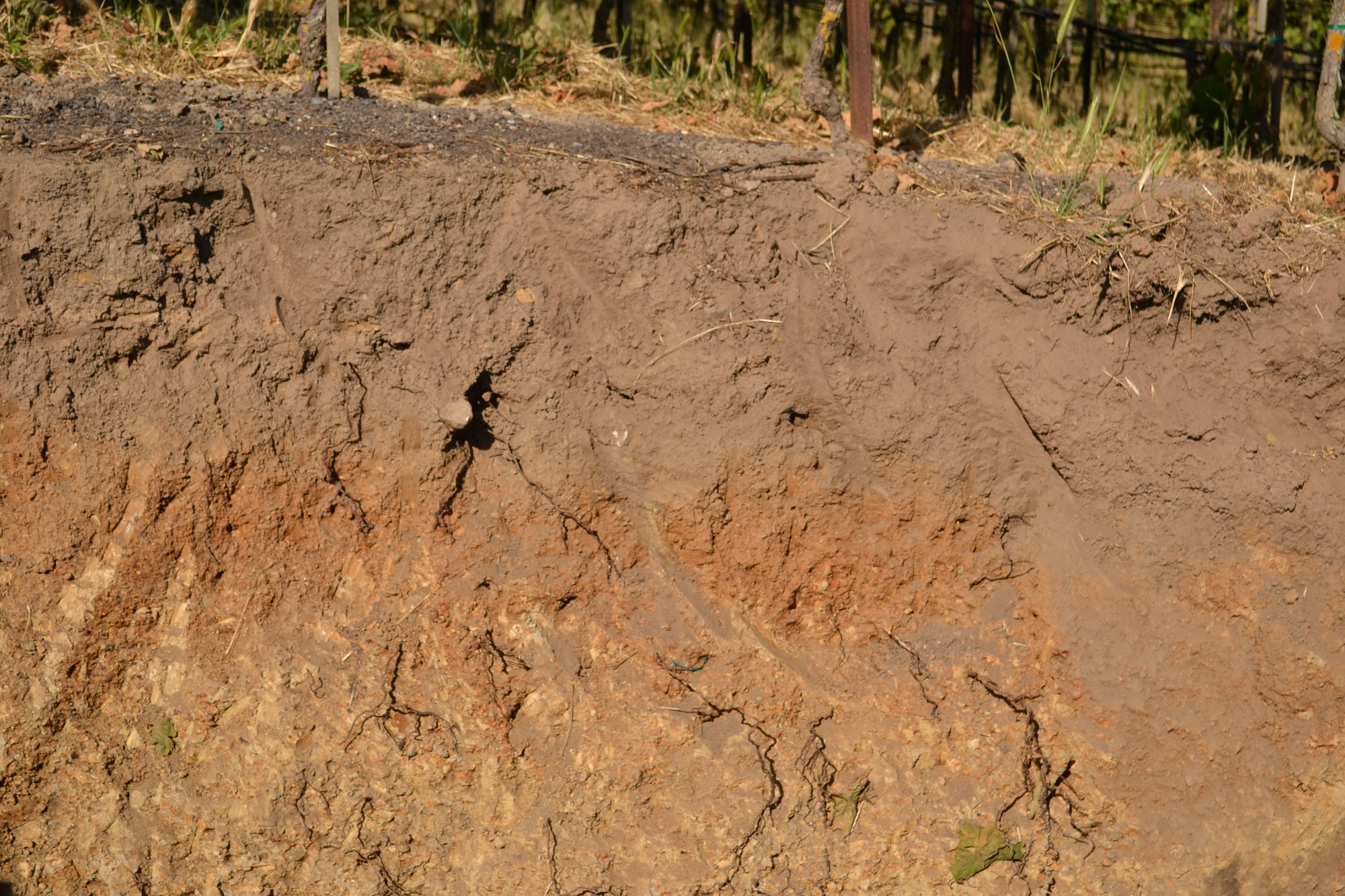 Gold Ridge Soils West Sonoma County