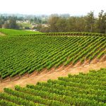 Pinot Hill Cool Climate Pinot Noir Vineyard Sonoma Coast