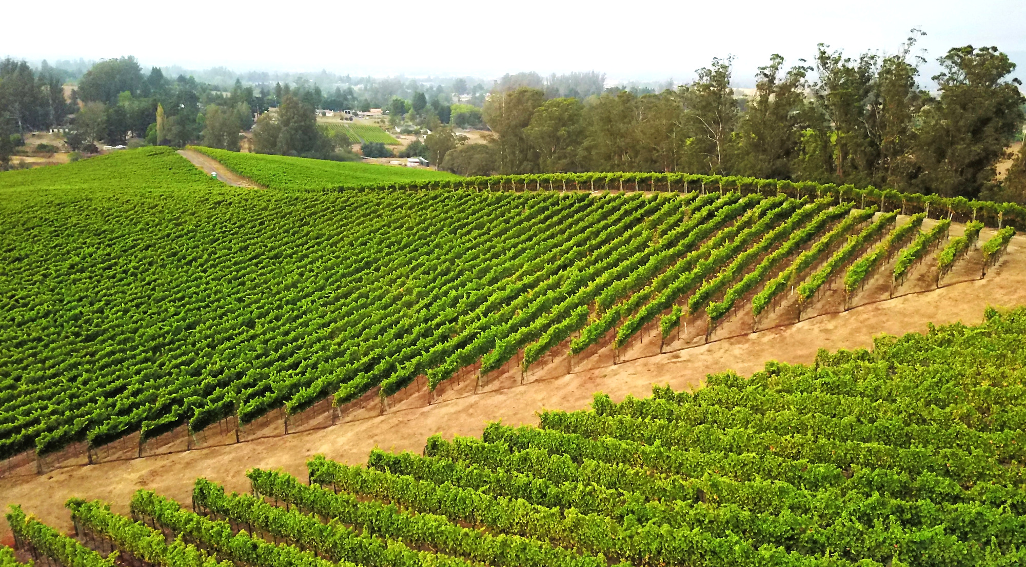 Pinot Hill Cool Climate Pinot Noir Vineyard Sonoma Coast