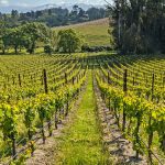 Pinot Hill East Vineyard Pinot Noir Sonoma County