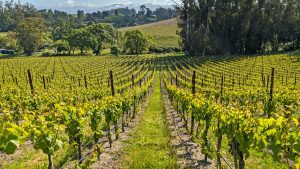 Pinot Hill East Vineyard Pinot Noir Sonoma County