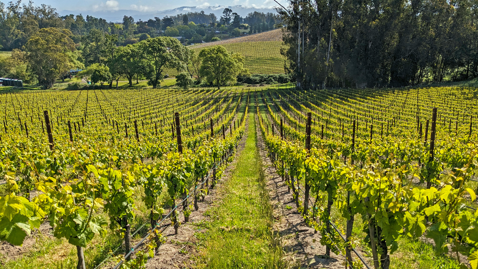 Pinot Hill East Vineyard Pinot Noir Sonoma County