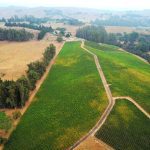 Pinot Hill Pinot Noir Vineyard Aerial View
