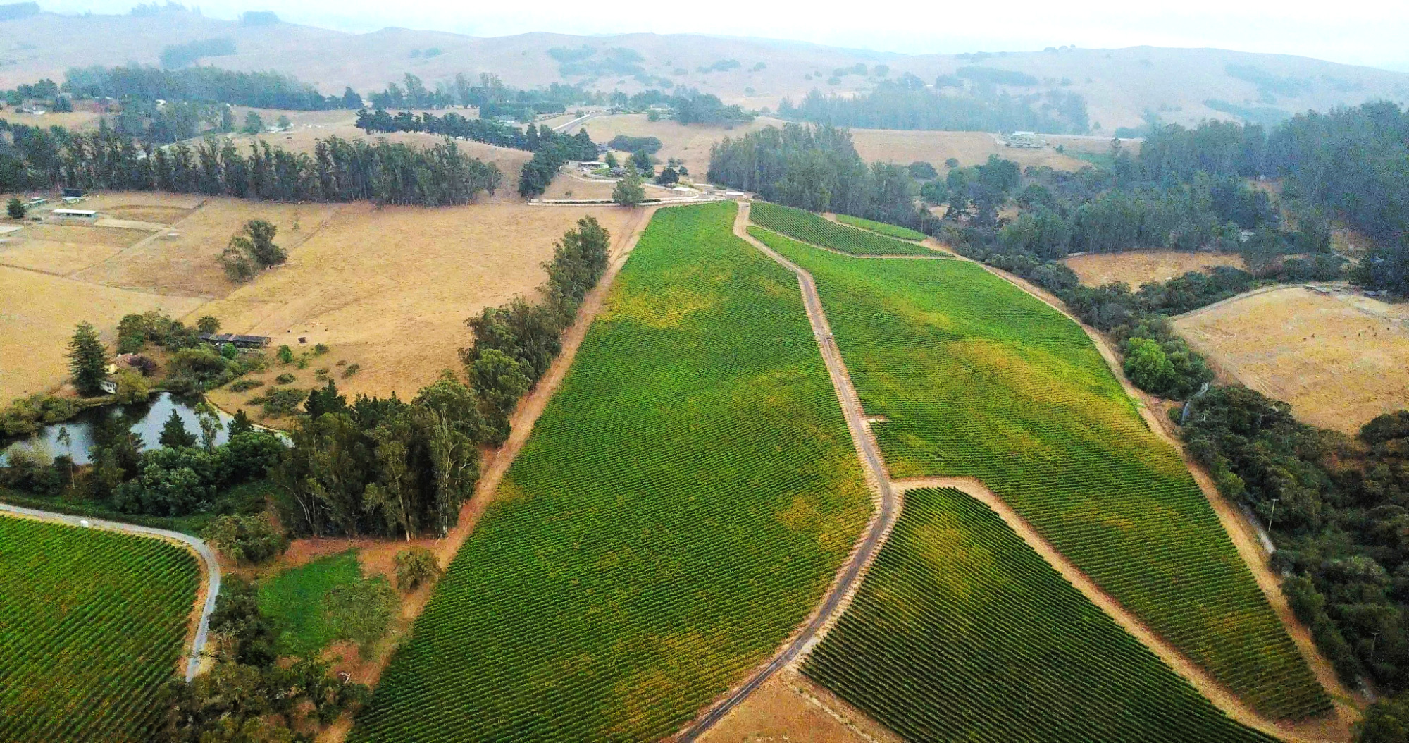 Pinot Hill Pinot Noir Vineyard Aerial View