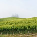 Pinot Hill Vineyard Cool Climate Pinot Noir Russian River Valley