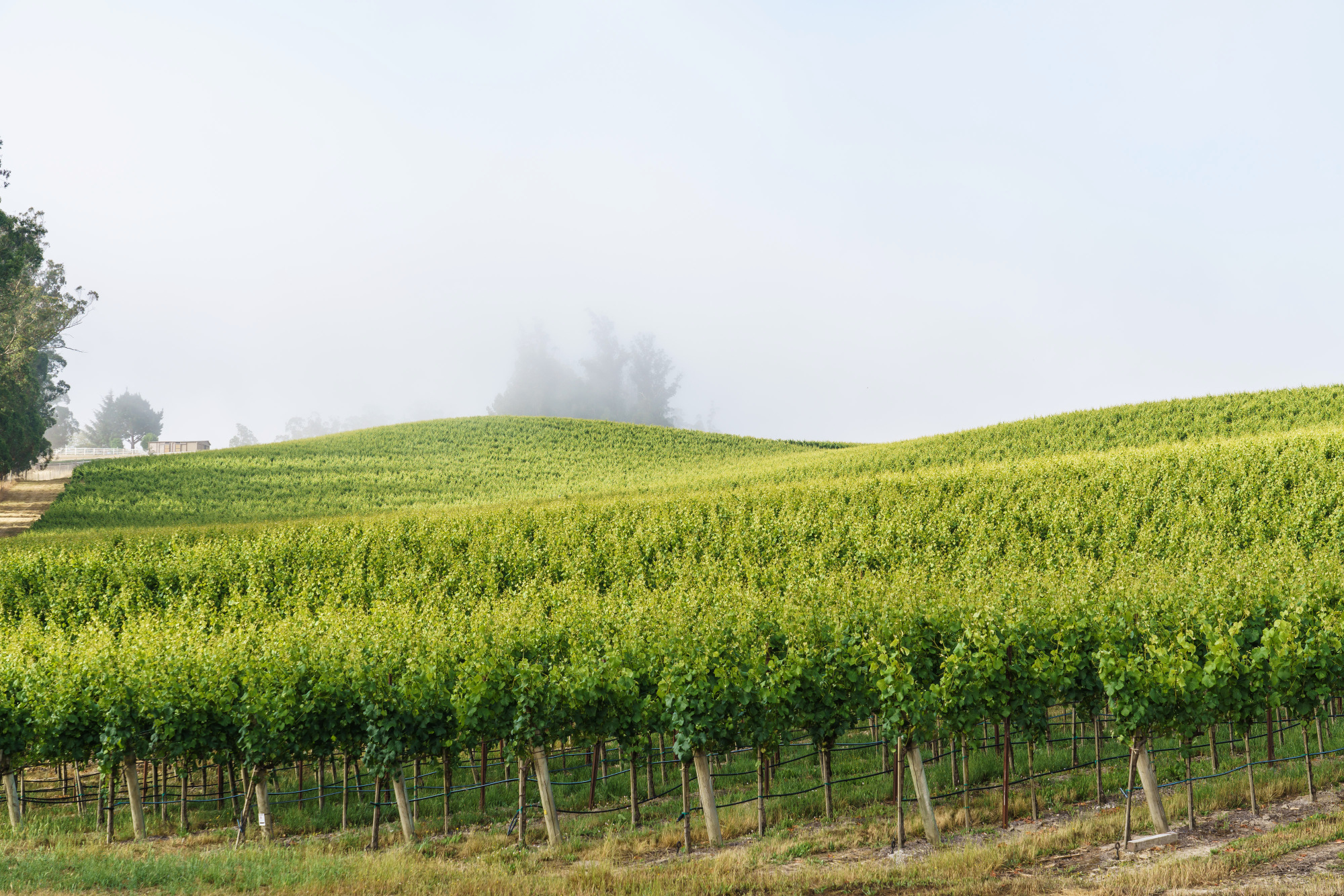 Pinot Hill Vineyard Cool Climate Pinot Noir Russian River Valley