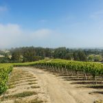 Pinot Hill Vineyard Pinot Noir Russian River Valley Sonoma Coast