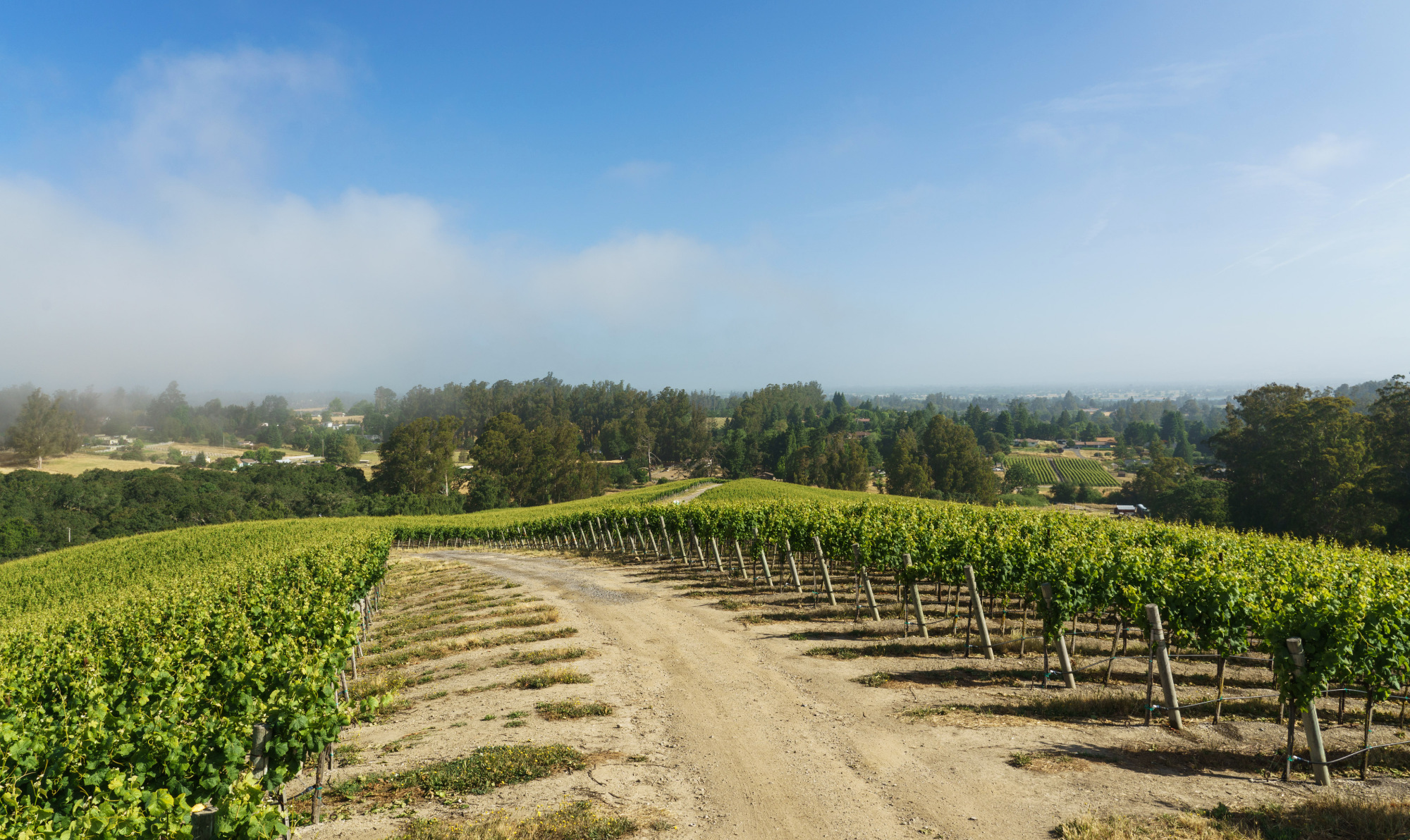 Pinot Hill Vineyard Pinot Noir Russian River Valley Sonoma Coast