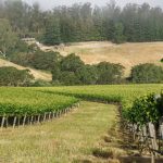 Pinot Hill Vineyard Pinot Noir Sonoma Coast Sonoma County