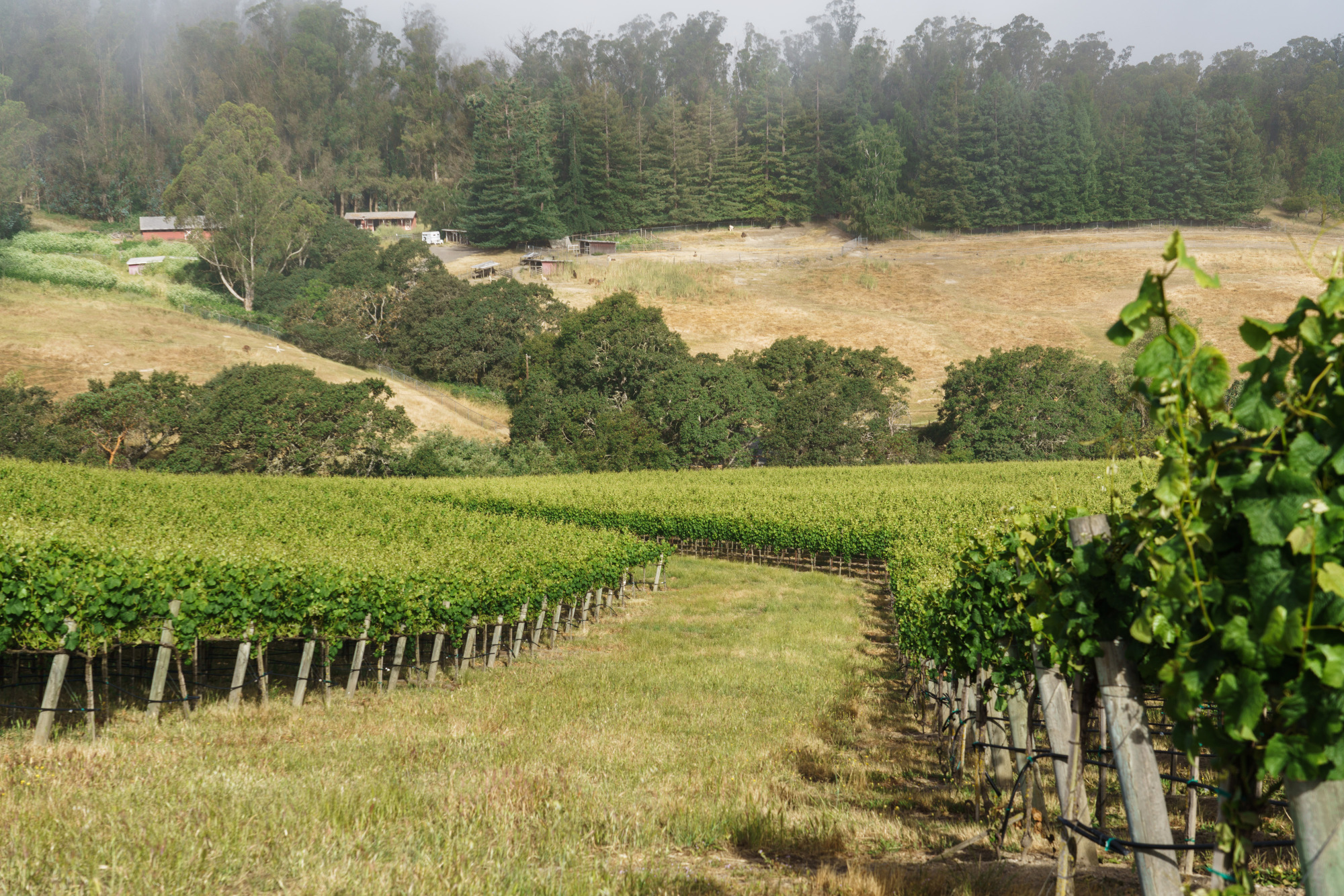 Pinot Hill Vineyard Pinot Noir Sonoma Coast Sonoma County