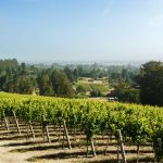 Pinot Hill Vineyard Pinot Noir Sonoma County Russian River Valley