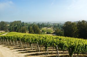 Pinot Hill Vineyard Pinot Noir Sonoma County Russian River Valley