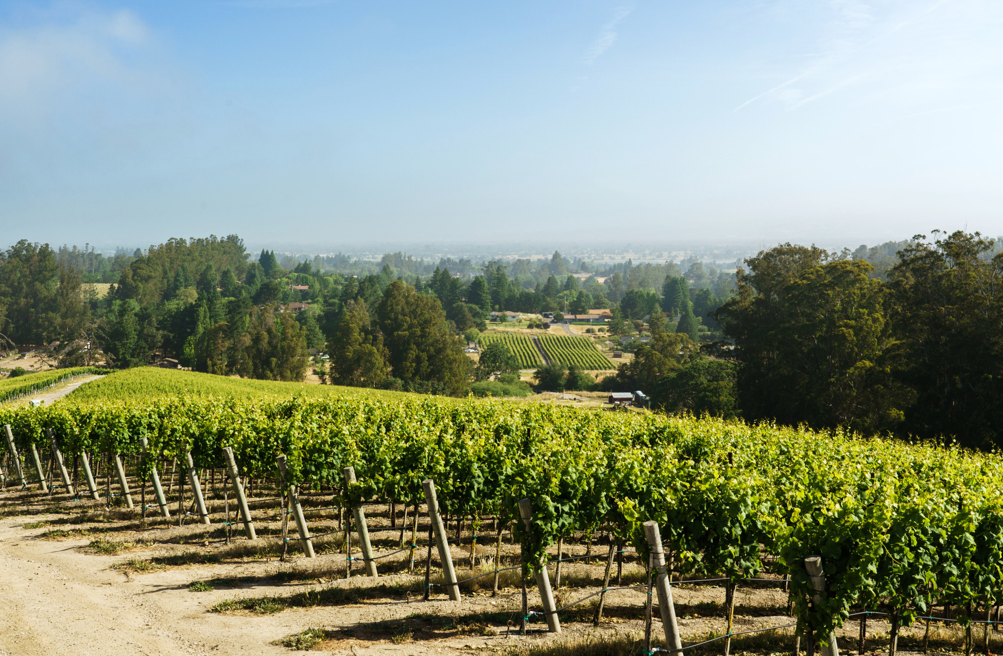 Pinot Hill Vineyard Pinot Noir Sonoma County Russian River Valley