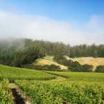 Pinot Hill Vineyard Russian River Valley Sonoma Coast