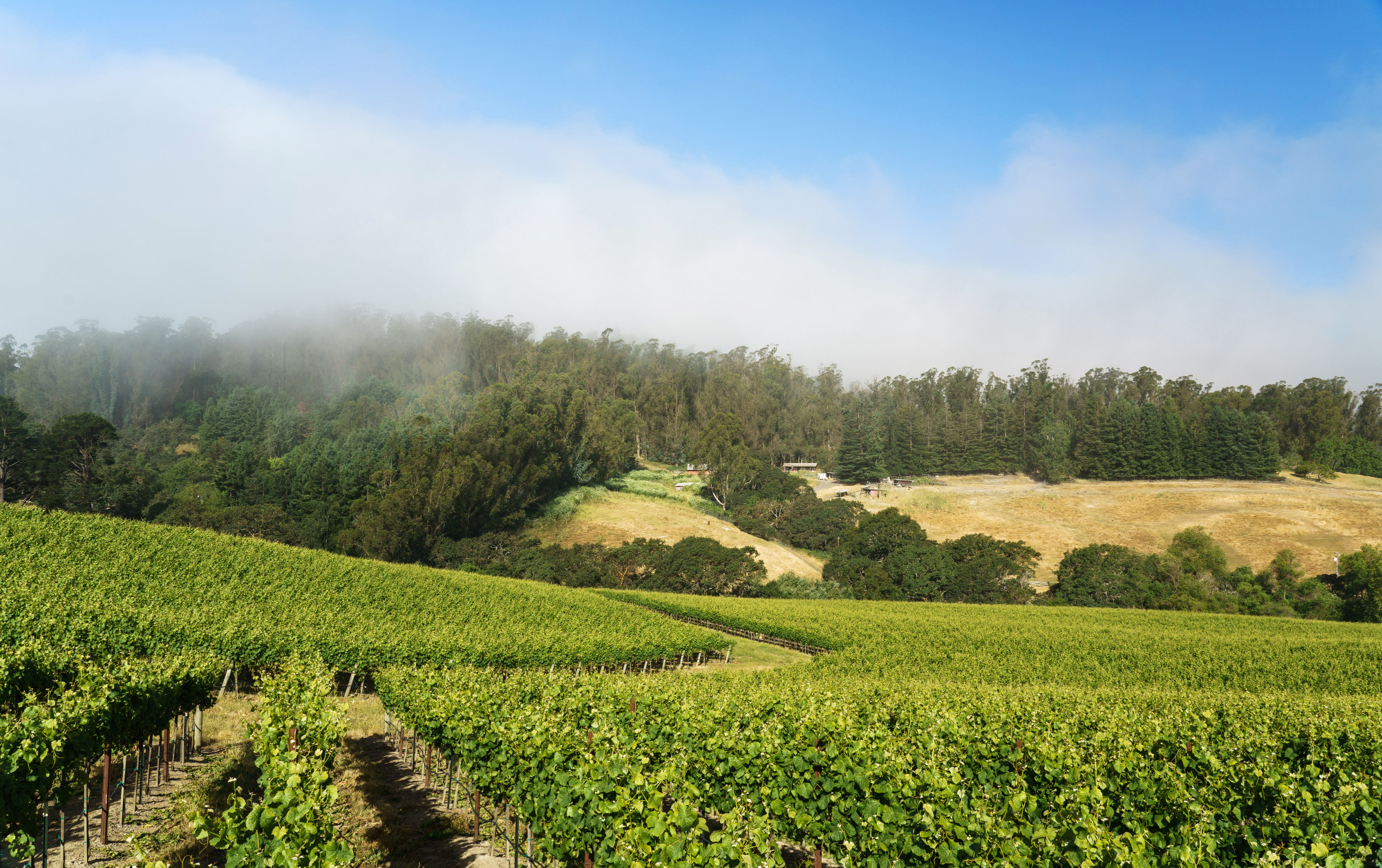Pinot Hill Vineyard Russian River Valley Sonoma Coast