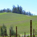 Pinot Hill Vineyard West Sonoma County